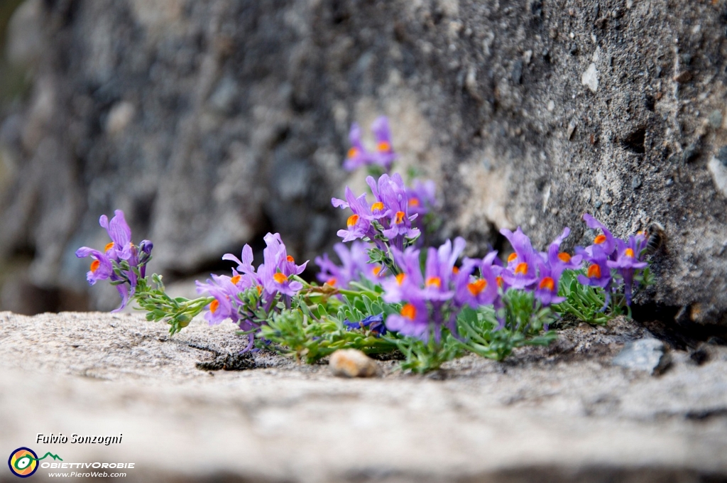 55 Fiori per il Re delle Orobie.jpg